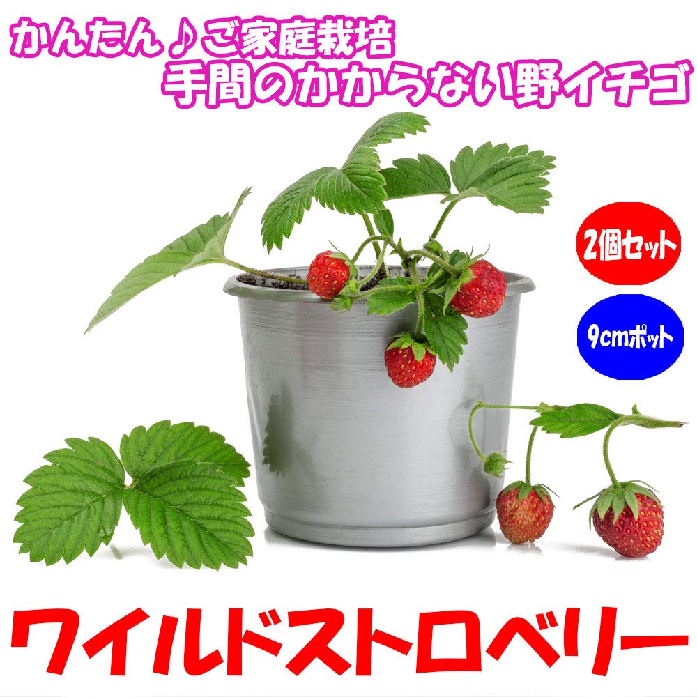 Amazon.co.jp: ITANSE ワイルドストロベリーの苗 赤実 9cmポット